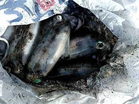 アオリイカが　なんと６杯あがりました!!