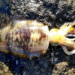 凄い!!ハタまで釣れました!!