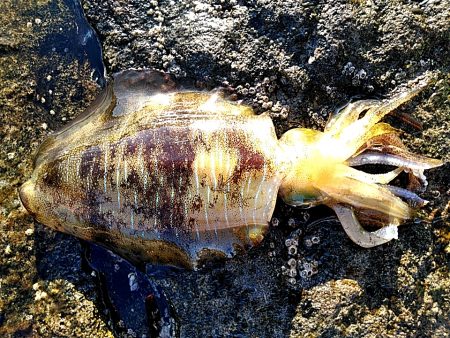 凄い!!ハタまで釣れました!!