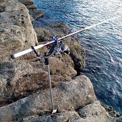 アオリイカ3杯あがりました!!