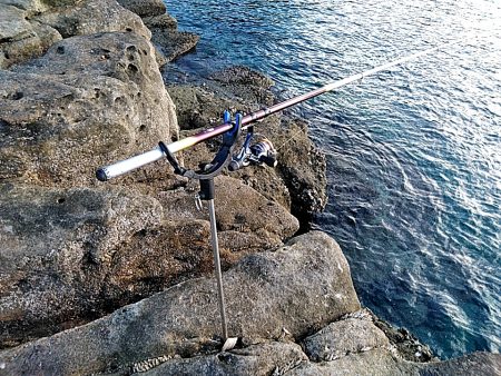 アオリイカ3杯あがりました!!