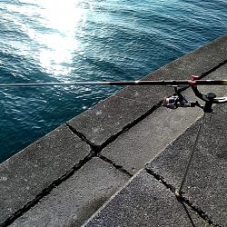 アオリイカ 昼間も釣れました!!