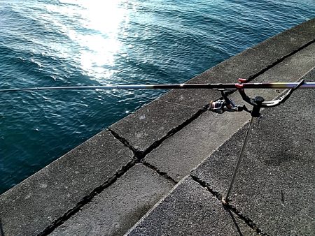 アオリイカ 昼間も釣れました!!