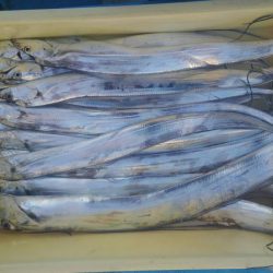 海南発の遊漁船「釣り心」さんで太刀魚ジギング