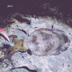 アオリイカ、アカハタ