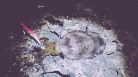 アオリイカ、アカハタ