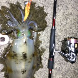 初心者でも簡単に綺麗なダート！ LUXXEエヴォリッジ エギングレポート