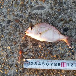 マコガレイ‼️