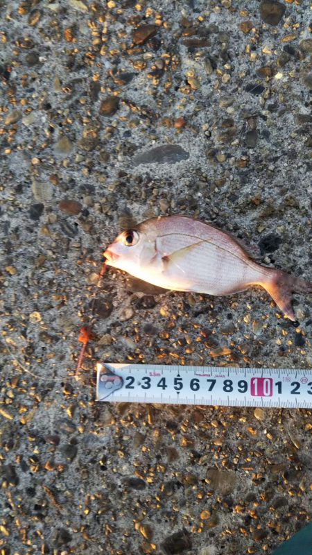 マコガレイ‼️