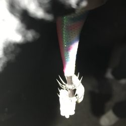 状況激シブの中エギングでアオリイカin北西風の中紀