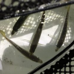 なんとかアジ発見