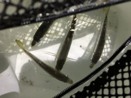 なんとかアジ発見