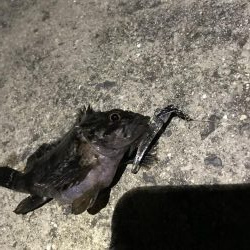 メバリング爆撃