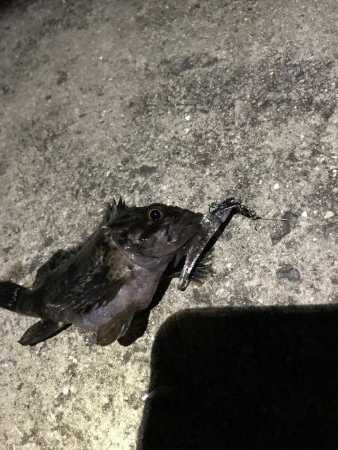 メバリング爆撃