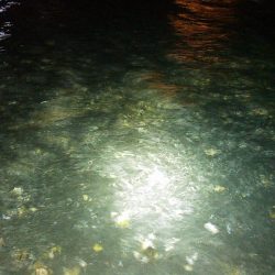 浜名湖 クロダイ シーバスは釣れず