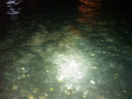 浜名湖 クロダイ シーバスは釣れず