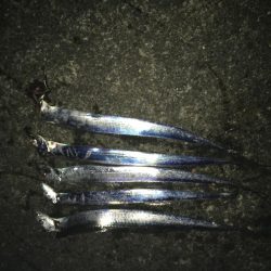 サビキ&タチウオ