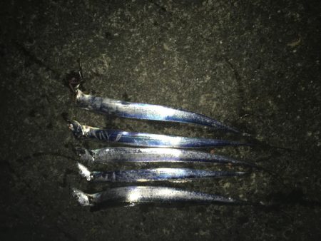 サビキ&タチウオ