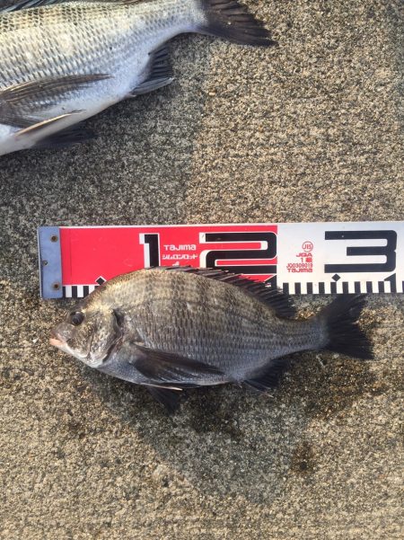 今週の釣果報告！11月10日（土）