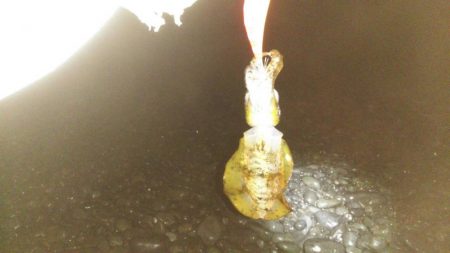 太刀魚激シブ　アオリは小さい