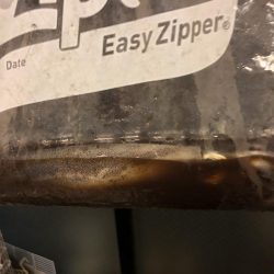 ヒラメ アオリイカ