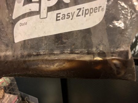 ヒラメ アオリイカ