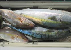 青物釣り