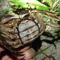 モクズガニ釣り その2