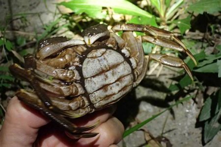 モクズガニ釣り その2