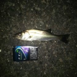 若洲海浜公園 夜釣り