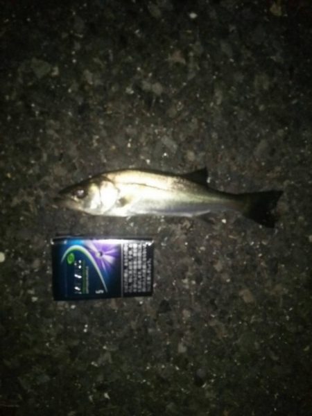 若洲海浜公園 夜釣り