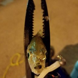 ボチボチな釣果