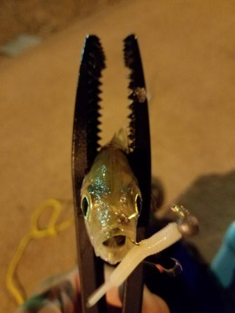 ボチボチな釣果