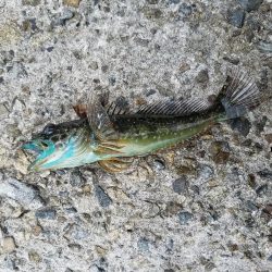 久しぶりの地元メバリング