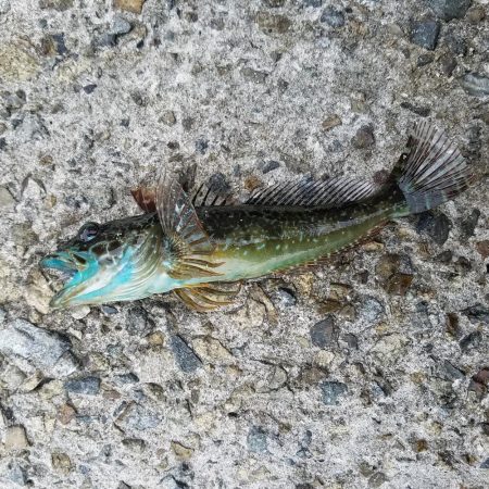 久しぶりの地元メバリング