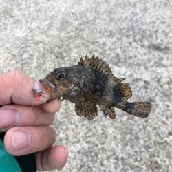 アジング、その他