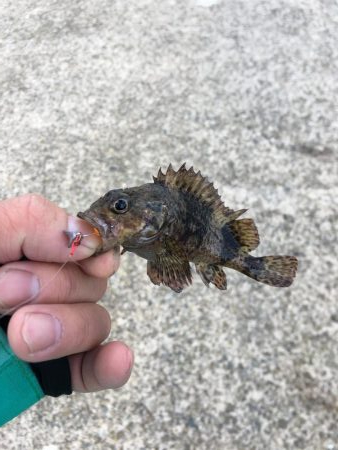 アジング、その他