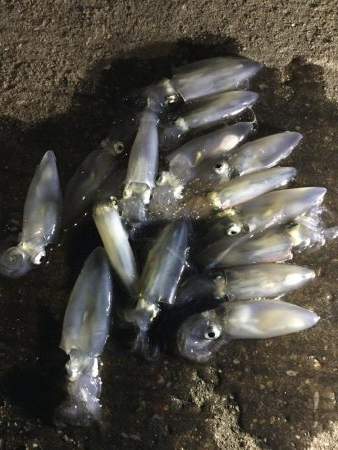 ポツポツヒイカ