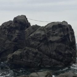 サイレントアサシンでアオリイカ