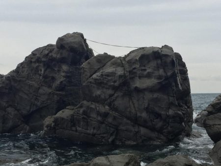 サイレントアサシンでアオリイカ