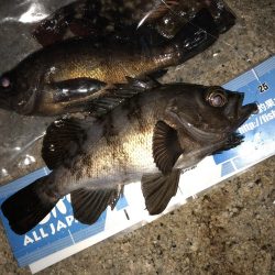 安定 メバリング