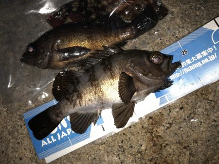 安定 メバリング