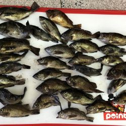 メバリング調査