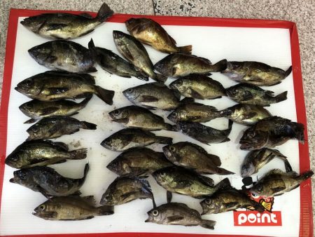 メバリング調査