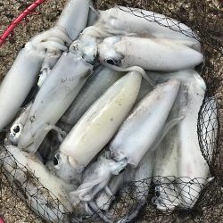 夕方から朝までエギングランガン