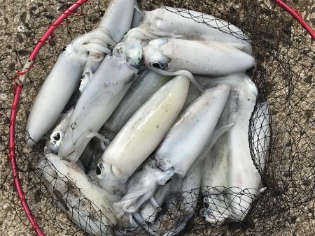 夕方から朝までエギングランガン