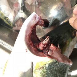 久々の釣ーリング!!