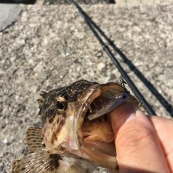 アオリングがガシリングへ。。。