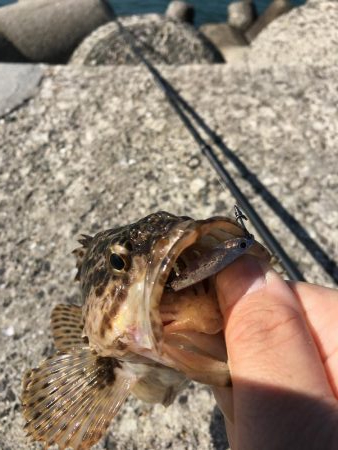 アオリングがガシリングへ。。。