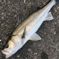 のませにてブリ